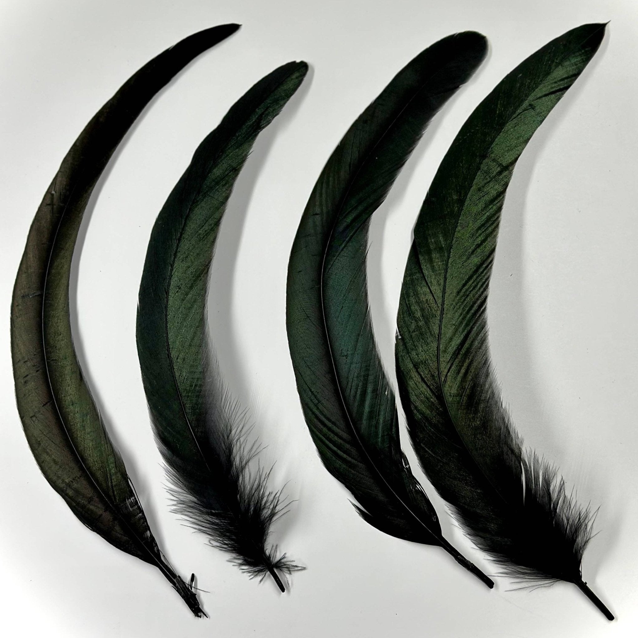 Black Feathers for Smudging - Feather