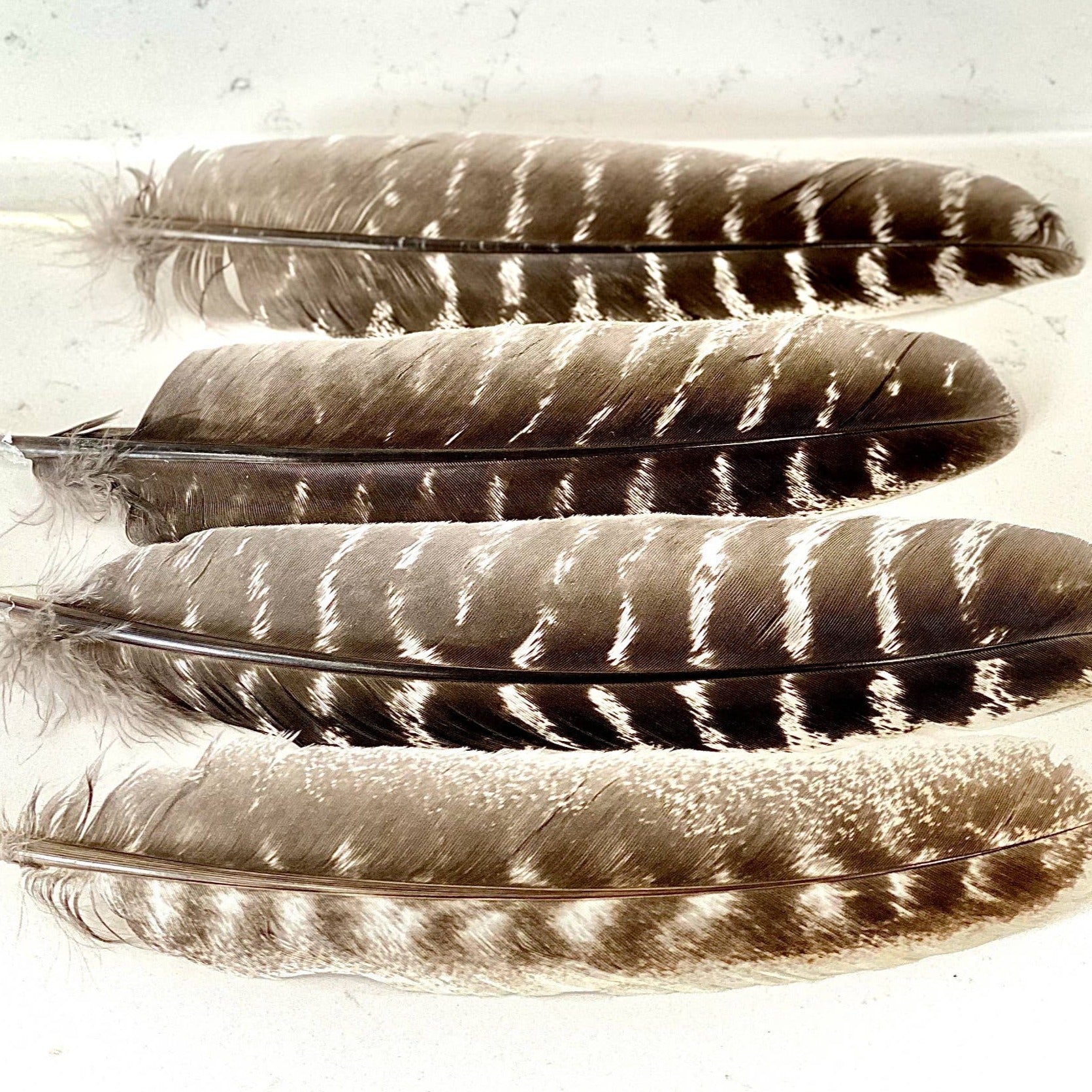 Feathers for Smudging - Feather